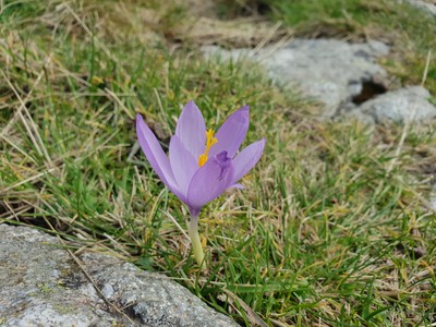 Crocus d'automne - Nina Aubert