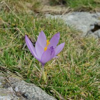 Crocus d'automne - Nina Aubert