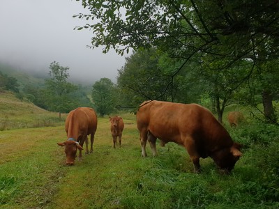Vaches limousines vers Bielle - Nina Aubert