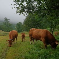 Vaches limousines vers Bielle - Nina Aubert
