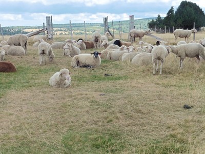 Troupeau de moutons - Christine Jean