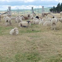 Troupeau de moutons - Christine Jean