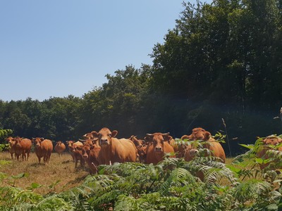 Troupeau de vaches limousines - Nina Aubert