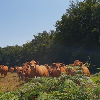 Troupeau de vaches limousines - Nina Aubert