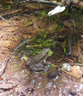Grenouille commune au bord de la Sioule - Nina Aubert