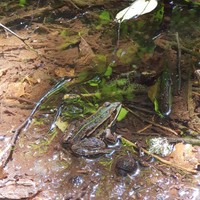 Grenouille commune au bord de la Sioule - Nina Aubert