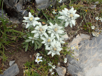 Les edelweiss