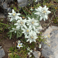 Les edelweiss