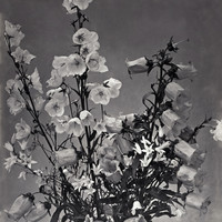 Exemple de photo de fleur par Braun