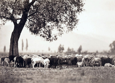 Moutons par Braun Moutons par Braun