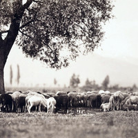 Moutons par Braun