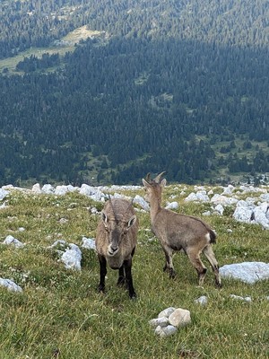 [Concours Photo Sophie 2021] Descente du Grand Veymont
