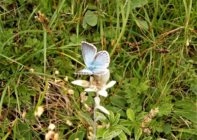 [Concours Photo Sophie 2021] petit Bleu