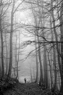 [Concours Photo Sophie 2021] Brumes en forêt d'Iraty