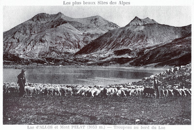 Moutons du Lac d'Allos (CPA)