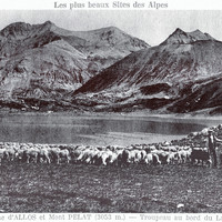 Moutons du Lac d'Allos (CPA)