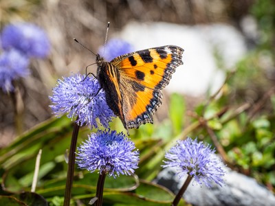 [Concours Photo Sophie 2021] Vive le printemps