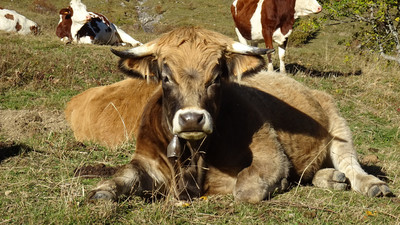 [Concours Photo Sophie 2021] Face à vache dans le Chablais