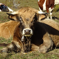 [Concours Photo Sophie 2021] Face à vache dans le Chablais