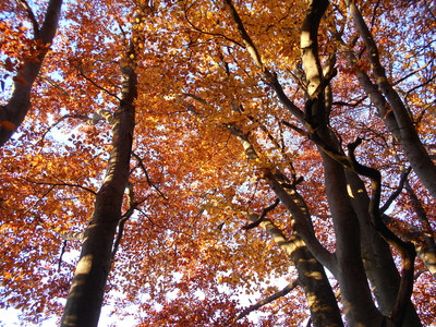 [Concours Photo Sophie 2021] Couleurs d'automne