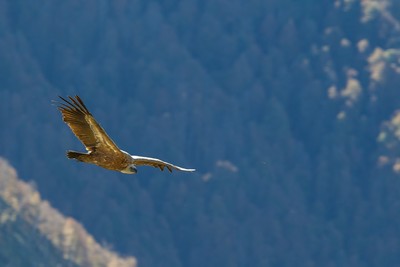 Vautour fauve / © C. Cuenin – Parc national des Pyrénées