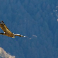 Vautour fauve / © C. Cuenin – Parc national des Pyrénées