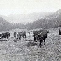 Vers le fond d'Alagnon
