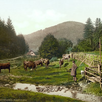 Près de Bad Lauterberg, en 1900, par Photoglob N°0000006487
