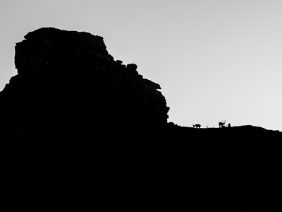 [Concours Photo Sophie 2022] Ombres caprines