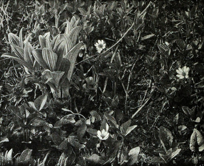 Fleurs d'Alaska par Vittorio Sella Fleurs d'Alaska par Vittorio Sella