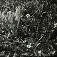 Fleurs d'Alaska par Vittorio Sella