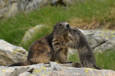 [Concours Photo Sophie 2022] le baiser de l'hôtel des montagnes