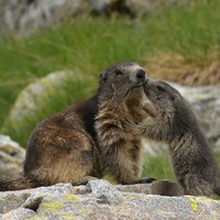 [Concours Photo Sophie 2022] le baiser de l'hôtel des montagnes
