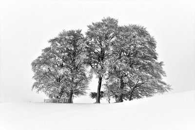 [Concours Photo Sophie 2022] -Noir et Blanc