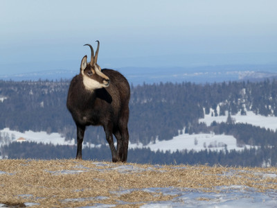 [Concours Photo Sophie 2022] Chamois Chasseron 