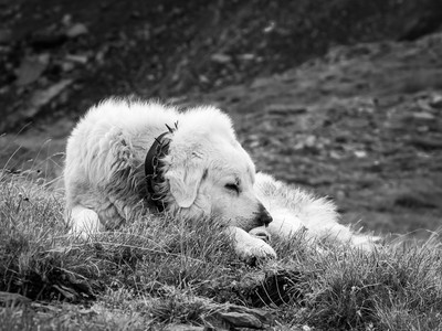 [Concours Photo Sophie 2022] Pas facile tous les jours la vie de Patou !