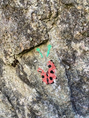 Vall e d Ailefroide La Draye La coccinelle en perd ses ailes