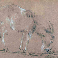 La chèvre par J.A linck