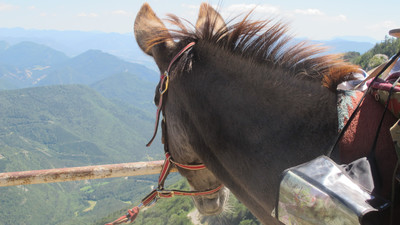 [Concours photo Sophie 2022] l'ânesse contemplative (Pépita du haut du Vercors)
