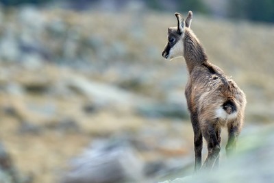 [Concours Photo Sophie 2022] Jeune chamois observateur