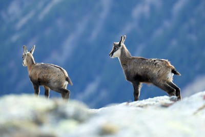 [Concours Photo Sophie 2022] Jeunes chamois en promenade