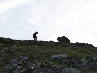 [Concours Photo Sophie 2022] Le bouquetin va-t-il sauter l'obstacle ?