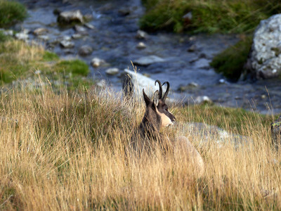 [Concours Photo Sophie 2022] chamois dans les herbes-parc national du grand paradis 