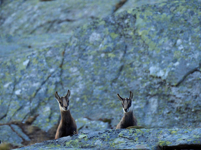 [Concours Photo Sophie 2022] duo-parc national du grand paradis 