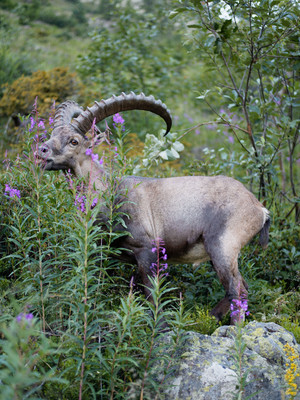 [Concours Photo Sophie 2022] Bouquetin