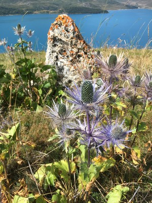 [Concours Photo Sophie 2022] chardon bleu des Alpes au Lac du Mont Cenis