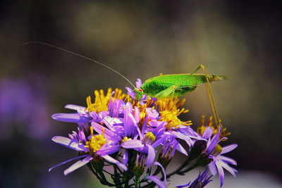 [Concours Photo Sophie 2022] Grande sauterelle verte sur une Aster à feuille d'orpin