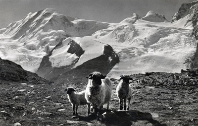 Moutons valaisans, Lyskamm, Castor, Pollux, par Gyger