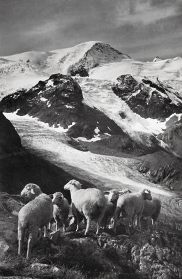 Les moutons du Susten par Gyger