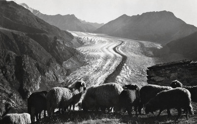 Moutons de Belalp par Gyger